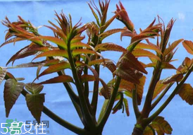 ?香椿癌癥病人能吃嗎？癌癥患者可以吃香椿嗎？