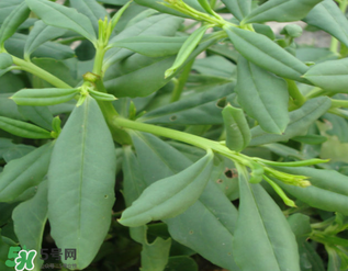 人參菜怎么吃？人參菜怎么吃好？