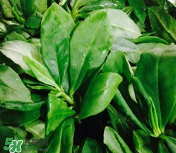 人參菜怎么吃？人參菜怎么吃好？