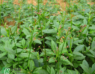 人參菜怎么吃？人參菜怎么吃好？