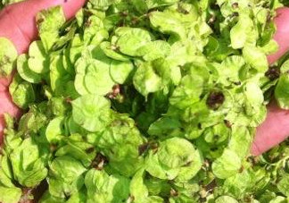 榆錢有什么特點(diǎn)？榆錢有什么作用