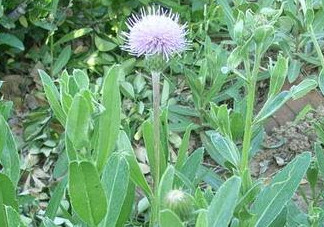 刺兒菜能吃嗎？刺兒菜可以吃嗎