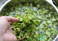 榆錢是榆樹的什么？榆錢是花還是果實(shí)