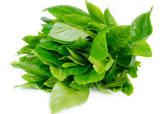 人參菜怎么吃？人參菜怎么吃好？