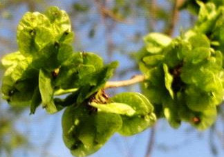 榆錢是榆樹(shù)的什么？榆錢是花還是果實(shí)