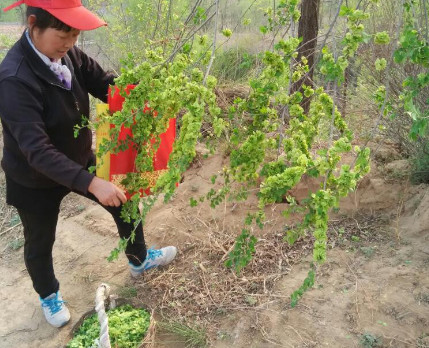 榆錢能炒雞蛋嗎？榆錢炒雞蛋怎么做