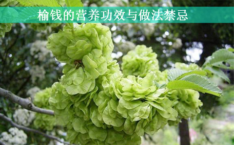 榆錢怎么處理干凈 榆錢要焯水嗎