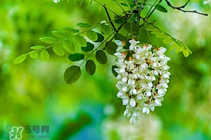 刺槐花幾月開？刺槐花什么時候開