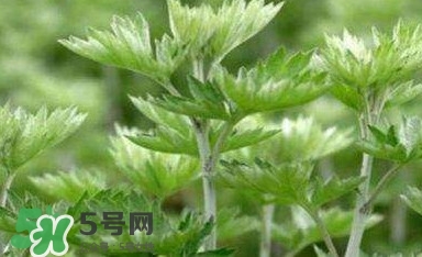艾蒿能吃嗎？艾蒿能做菜吃嗎