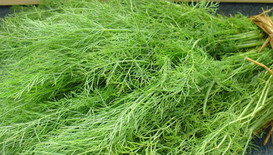 茴香苗怎么吃？茴香苗的吃法