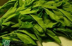 枸杞葉能生吃嗎？枸杞葉可以生吃嗎