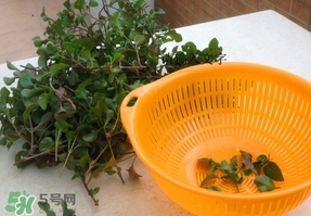 吃枸杞葉會過敏嗎？吃枸杞葉會不會過敏