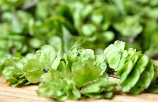 榆錢是酸性還是堿性？榆錢是什么味道