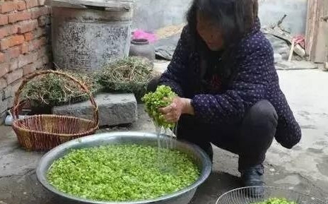 榆錢怎么蒸？蒸榆錢的做法