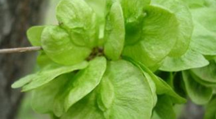 榆錢(qián)怎么存放？榆錢(qián)的保存方法