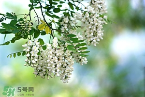 刺槐花幾月開？刺槐花什么時候開