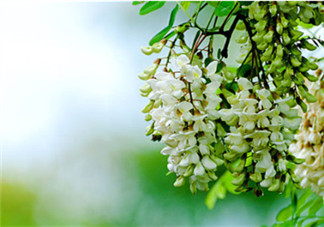 刺槐花幾月開？刺槐花什么時(shí)候開