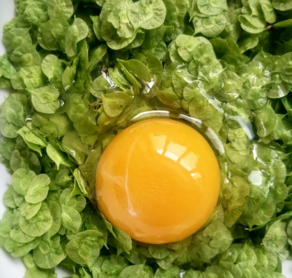 榆錢能炒雞蛋嗎？榆錢炒雞蛋怎么做