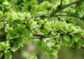 榆錢樹(shù)果實(shí)怎么吃?榆樹(shù)的果實(shí)怎么吃?