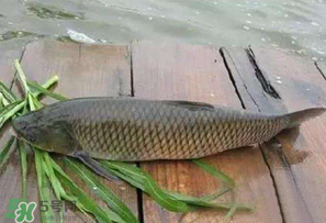 4月份可以釣草魚嗎？4月份如何釣草魚？