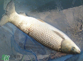 4月份可以釣草魚嗎？4月份如何釣草魚？