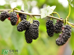 桑葚和菠蘿能一起吃嗎？桑葚可以和菠蘿一起吃嗎？