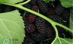 桑葚和菠蘿能一起吃嗎？桑葚可以和菠蘿一起吃嗎？