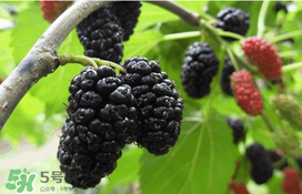 桑葚可以冷凍嗎？桑葚能冷凍保存嗎？