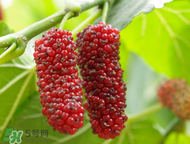 桑葚可以冷凍嗎？桑葚能冷凍保存嗎？