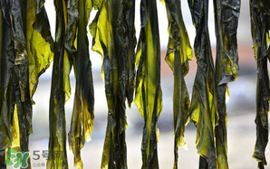 香椿和海帶能一起吃嗎？香椿和海帶一起吃好嗎？