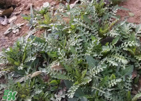 薺菜和香椿能一起吃嗎？薺菜和香椿一起吃好嗎？