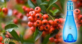 davidoff大衛(wèi)杜夫是哪個國家的？大衛(wèi)杜夫是奢侈品嗎？