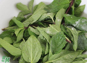 香椿和薄荷能一起吃嗎？香椿和薄荷一起吃會中毒嗎？