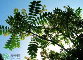 香椿放久了能吃嗎？香椿可以放多久？