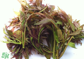 香椿放久了能吃嗎？香椿可以放多久？