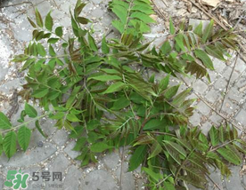 香椿長什么樣子？香椿長在什么地方？