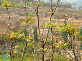 香椿長什么樣子？香椿長在什么地方？