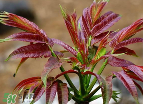 香椿長什么樣子？香椿長在什么地方？