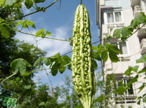 香椿和苦瓜能一起吃嗎？香椿和苦瓜一起吃好嗎？