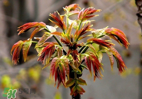 香椿和苦瓜能一起吃嗎？香椿和苦瓜一起吃好嗎？