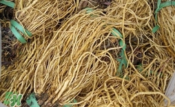 苦苣根哪里有賣？苦苣根茶在那里買的到