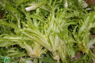 苦菊苦嗎？苦菊苦不苦