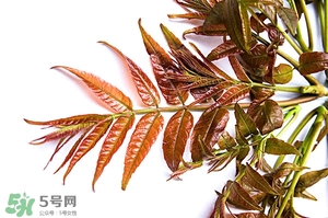 香椿樹什么時(shí)候發(fā)芽？香椿樹什么時(shí)候種植