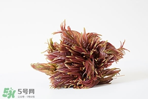 香椿樹什么時(shí)候發(fā)芽？香椿樹什么時(shí)候種植