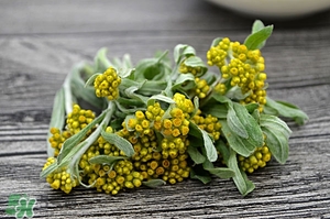 鼠曲草的功效與作用 鼠曲草怎么吃 鼠曲草的功效與作用 鼠曲草怎么吃