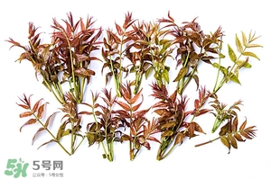 香椿樹什么時(shí)候發(fā)芽？香椿樹什么時(shí)候種植
