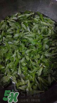 鼠曲草的功效與作用 鼠曲草怎么吃 鼠曲草的功效與作用 鼠曲草怎么吃