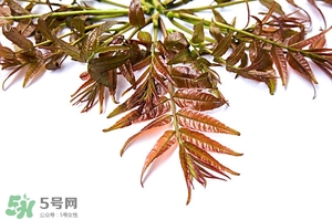 香椿樹什么時(shí)候發(fā)芽？香椿樹什么時(shí)候種植