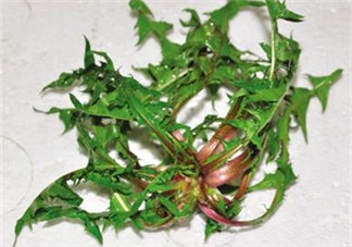 婆婆丁吃多了好嗎？婆婆丁吃多了會(huì)怎么樣？