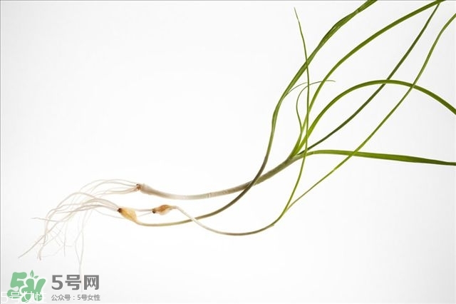 野生蒜的作用與功效 野生大蒜營(yíng)養(yǎng)價(jià)值 野生蒜的作用與功效 野生大蒜營(yíng)養(yǎng)價(jià)值